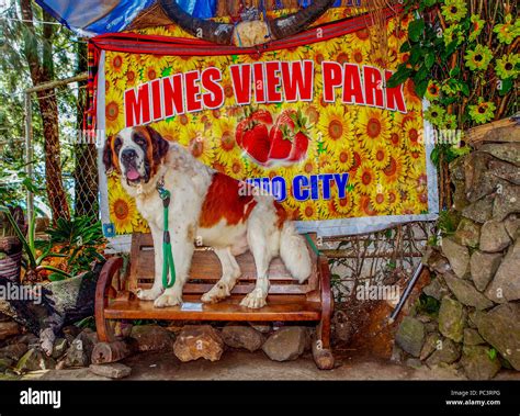dog in baguio breed|THE ST. BERNARD DOGS IN BAGUIO: TOURIST .